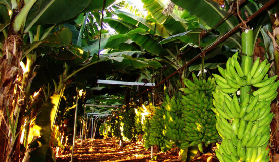 Região Norte de Minas responde por mais da metade da produção de banana no estado